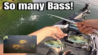 Bass fishing on home lake 15+ bass!!!