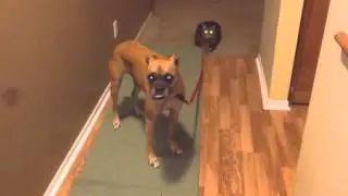 Cat walking dog