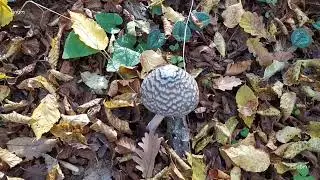 შემოდგომა კიკეთში (ელფია) 03.11.2024   Autumn in Kiketi (Elfia)   Осень в Кикети (Эльфия)