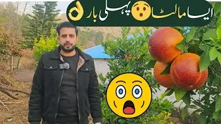 Red Ruby Orange Pakistan 🍊 | سرخ رس والا نایاب مالٹا | Home Gardening Murree
