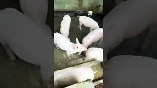 Backyard hog-raising #shorts @YouTube #500subs #agriculture