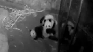 Throwback Panda Mom Cuddling W. Cub at Night 大熊猫母子 260101