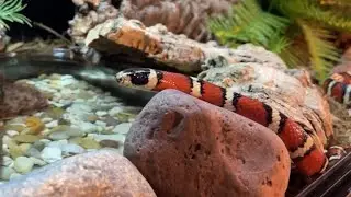 Building an Enclosure for my Mountain Kingsnake