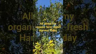 #My farm fresh harvest today #farming #organicfarming #shorts #ytshort #vegetables #harvesting time