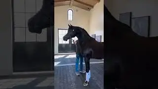 Horse Makes Sounds EXACTLY Like a Muscle Car #shorts
