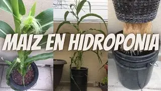 Maíz en hidroponia