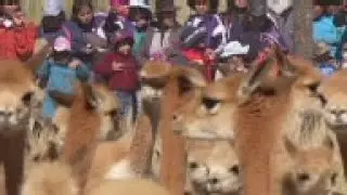 Ancient shearing festival gets underway