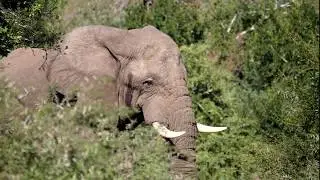 Elephants in Hluhluwe&ndash;Imfolozi Park - Panasonic GH5 6K Photo