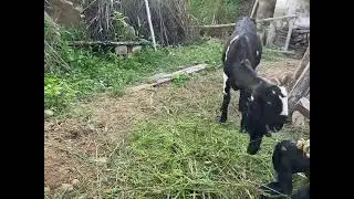 Goat farming is profitable Business | Animal lover #goat  #goatfarming #shortfeed #shorts #viral #yt