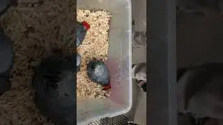 African Grey Parrot Close View | Exotic Pet Bird #birts #grey #greyparrots #birds