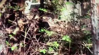 Sasquatch Caught Cloaking? / In Real Time / NJ