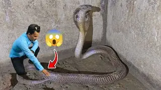 🐍 😭 Big cobra snake rescue in Nepal ! पहिलो चोटी भेटियो यती ठूलो साँप।