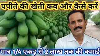 पपीता की टेक्निकल फार्मिंग | Papaya Farming In India| Papaya Profitable Farming | Desi Kheti Jugad|