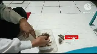 umpan kesukaan ikan wader/andong di sungai