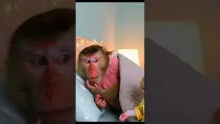 ai monkey baby funny #baby #monkey #fvp #foryou