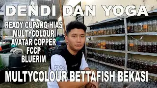 PENJUAL IKAN CUPANG HIAS DENDI MULTYCOLOUR BETTA FISH BEKASI