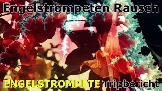 ,,Engelstrompeten Rausch 🤪 Verr&uuml;ckt geworden