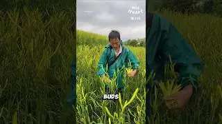 Почему эти фермеры парят цветы