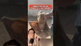 Animales que son m&aacute;s grandes de lo que pensabas 😱 #shorts