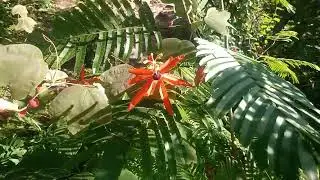 300&deg; v&iacute;deo do canal - Maracuj&aacute;-do-cerrado (Passiflora edmundoi sacco)  - Serra do Mimo 