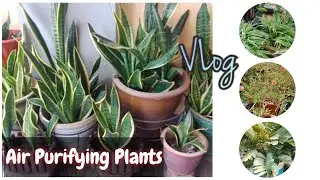 Vlog Tumbuhan Viral: Melawat Mini Garden Mak Mertua | Inspirasi berkebun | Air Purifying Plants