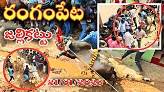 రంగంపేట పశువుల పండుగ 💥 21/01/2026 Rangampeta Jallikattu 🤩 Traditional Eddula Pandaga 🔥 Tirupati 