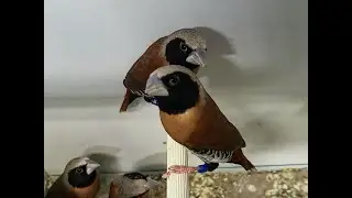 LE CAPUCIN DONACOLE - Chestnut-breasted Mannikin - Lonchura castaneothorax