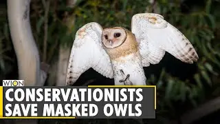 Australia: Conservationists discover masked owls in Margaret River