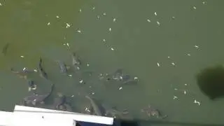 Victoria Park Carp