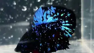 Betta Fish Black Star Galaxy 🌌🌌