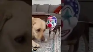 TOP 10 Funniest Dog Moments That Will Make You Smile 🐶😂 | #Shorts #dog