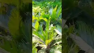 Cykas Plam Indor and outdoor