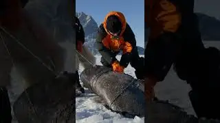 Catching A Ginormous Shark in Greenland | River Monsters | Animal Planet