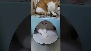 Whiskered surprise: playful cat in a cute box captivates Siheung City