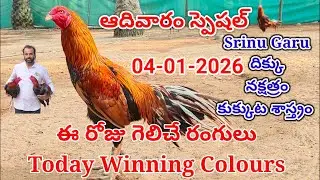 04 January 2026 Today Winning Colours//kukkuta sastram//colour update #telugu