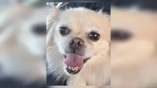 Dog rescued after being found tied to train tracks