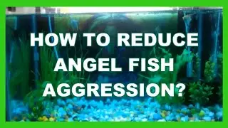 2 STEP TO CALM AGGRESSIVE ANGEL FISH :: BEGINNERS GUIDE