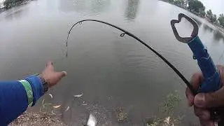 1st Clown-knife fish (Belida).