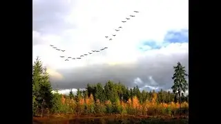 Якуб Колас Адлёт жураўлёў