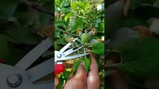 Advanced Pruning Shears for Plant Cultivation #smartfarming #gardeningtips #organicfarming