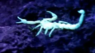 Dominican-Based Company's Controversial Scorpion Venom Drug Claims