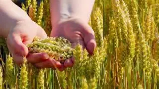 Symbiagro - Bringing forth nature - EN