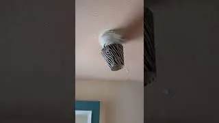 5 Ceiling fans wobbling with iPhone ringtone #ceilingfan #funny #wobbling #shorts