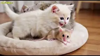 Baby Kittens Playing Together Is Pure Joy