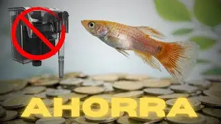 Este Acuario Funciona SIN FILTRO y Gasta CERO Energía