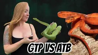 Green Tree Python Vs Amazon Tree Boa: The Ultimate Showdown!