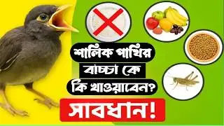 শালিক পাখির একদিনের বাচ্চা থেকে। কিভাবে যত্ন নিবেন। কি কি খাবার খাওয়াবেন। দিনে কয়বার খাওয়াবেন। 🤗