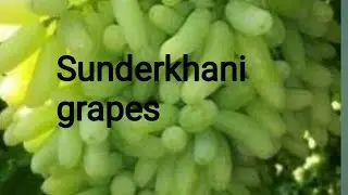 pruning of sunderkhani grapes & their cuttings preparation. | Modern Agri Techniques & landscaping
