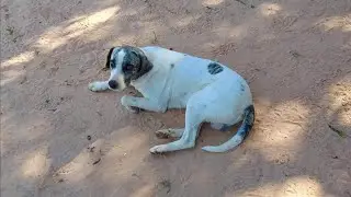 Num Rancho de Ch&atilde;o Batido Vim Me Criar | Sertanejo Raiz Antigo Que Arrepia a Alma