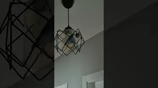 Bundan geveze Makbuştan  sonra Sevda papağanınız hiç susmayacak 😀😀💖💖